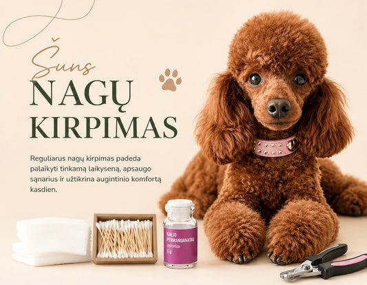 Šuns nagų kirpimas: kada, kaip ir kodėl svarbu juos trumpinti?